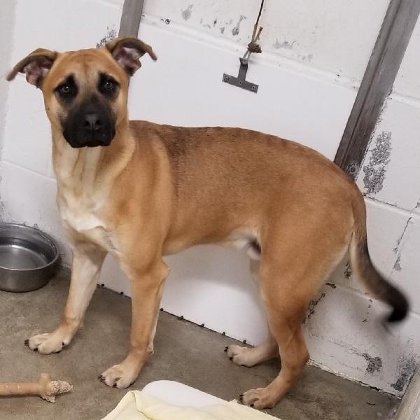 Enlarge BO, a Adoptable mixed breed in Seymour, IN image 1/1