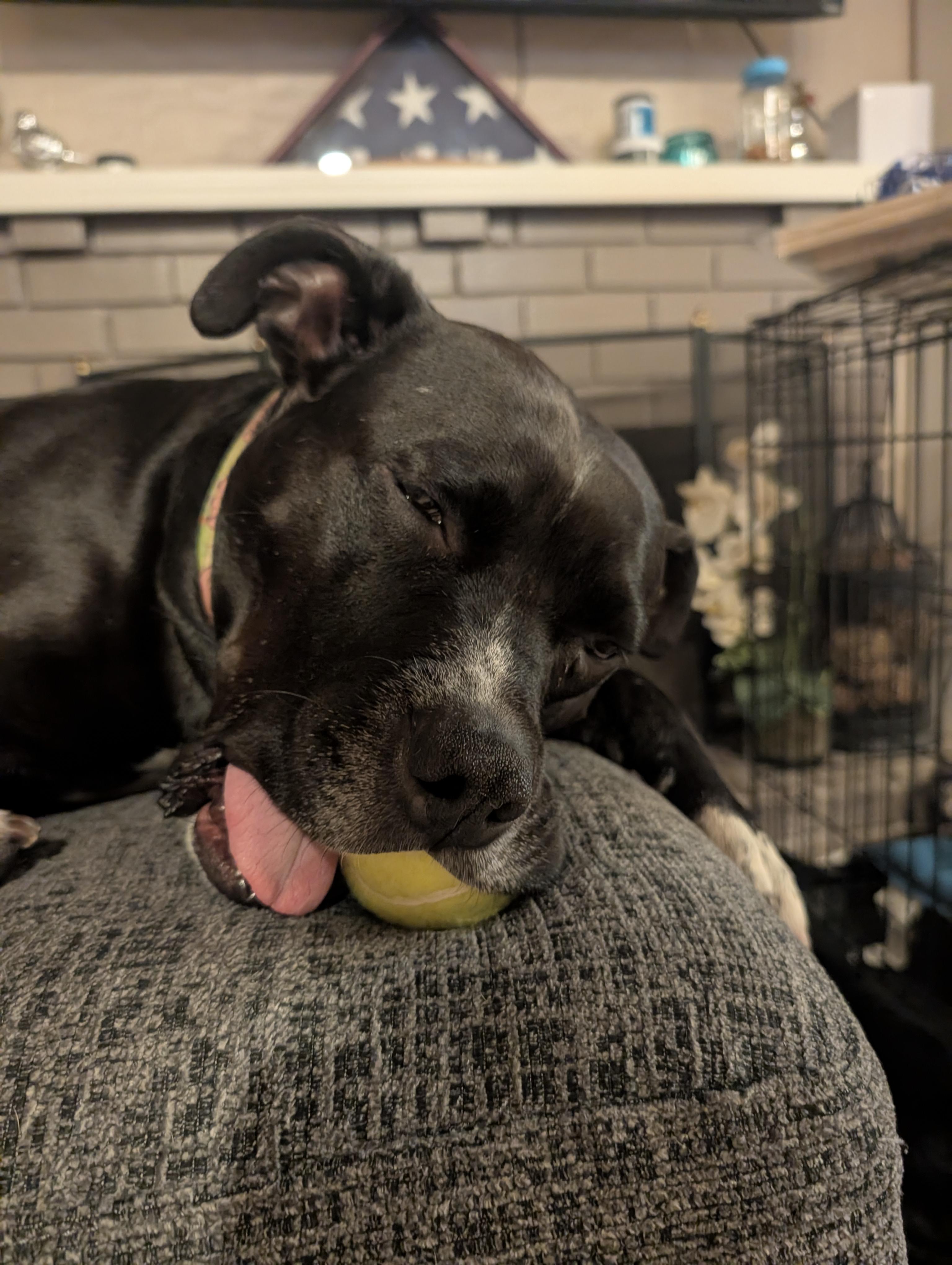Enlarge Pepper, a ADOPTABLE mixed breed in Lincoln, CA image 3/3
