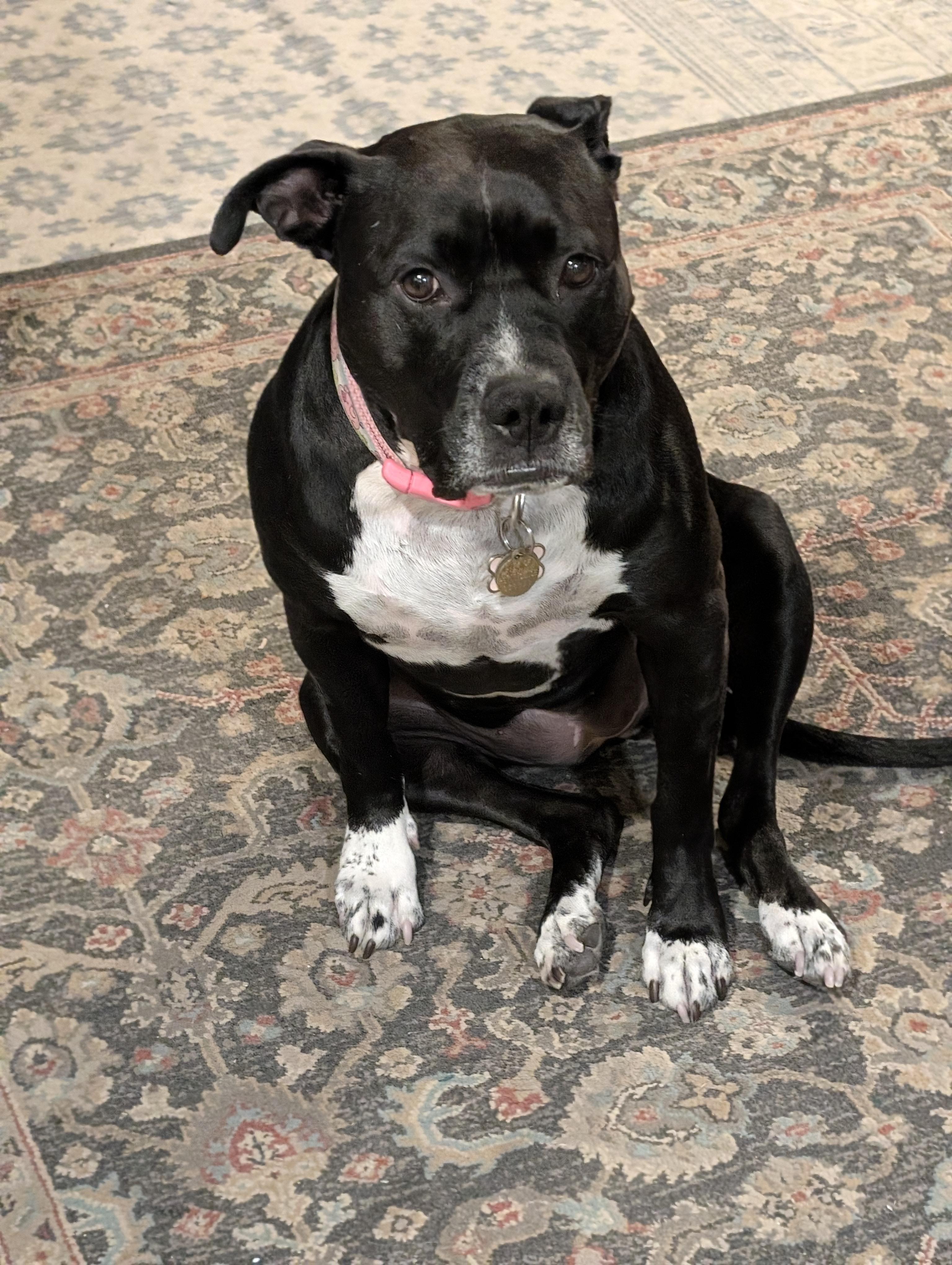 Enlarge Pepper, a ADOPTABLE mixed breed in Lincoln, CA image 2/3