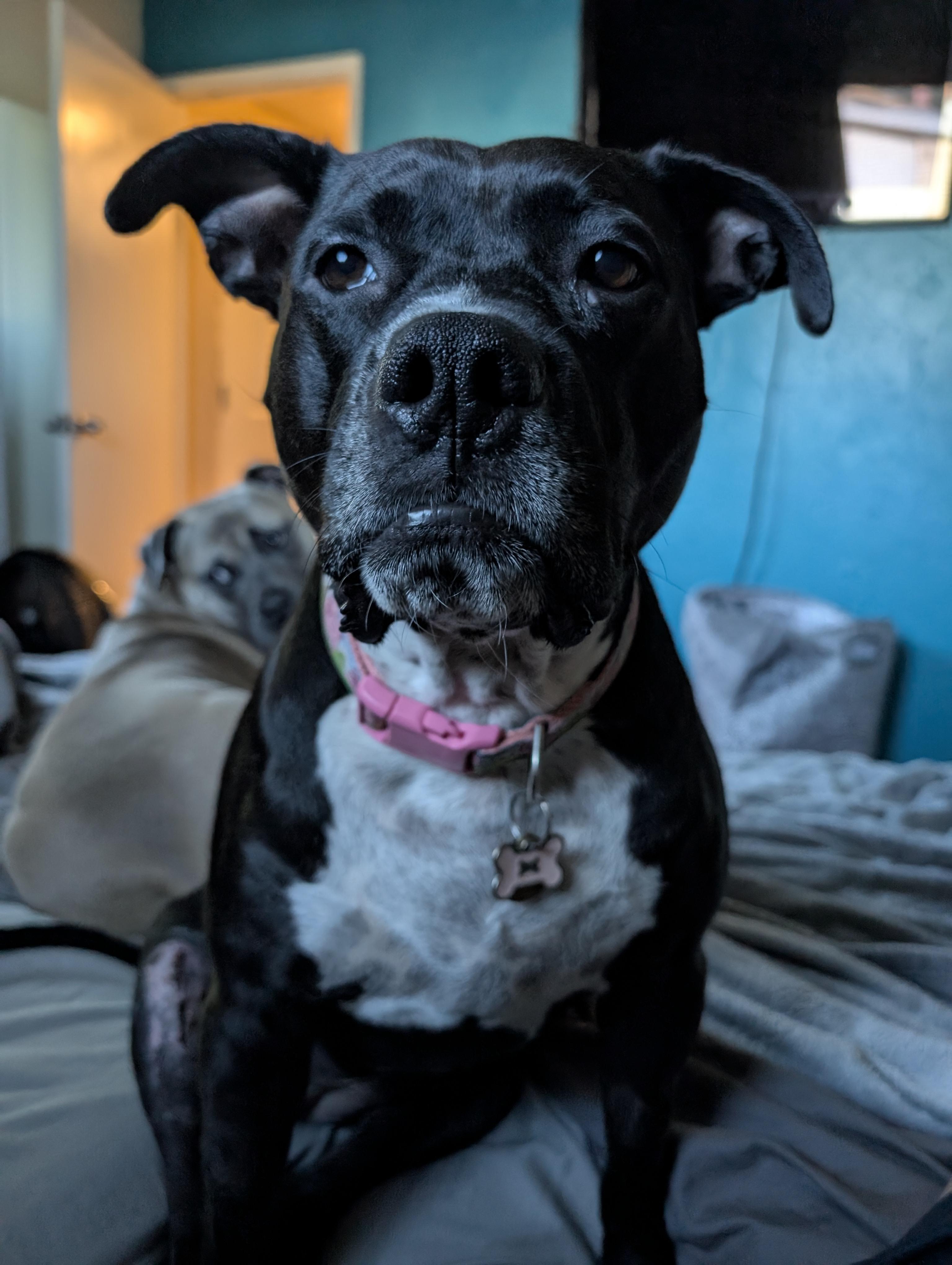 Pepper, ADOPTABLE, Young Female Pit Bull Terrier.
