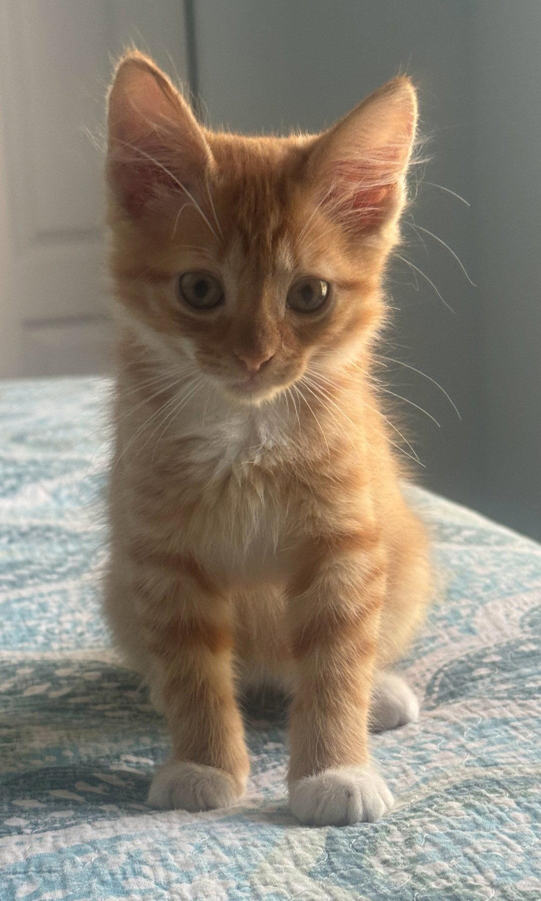 Merry, Adopted, Kitten Female Tabby.