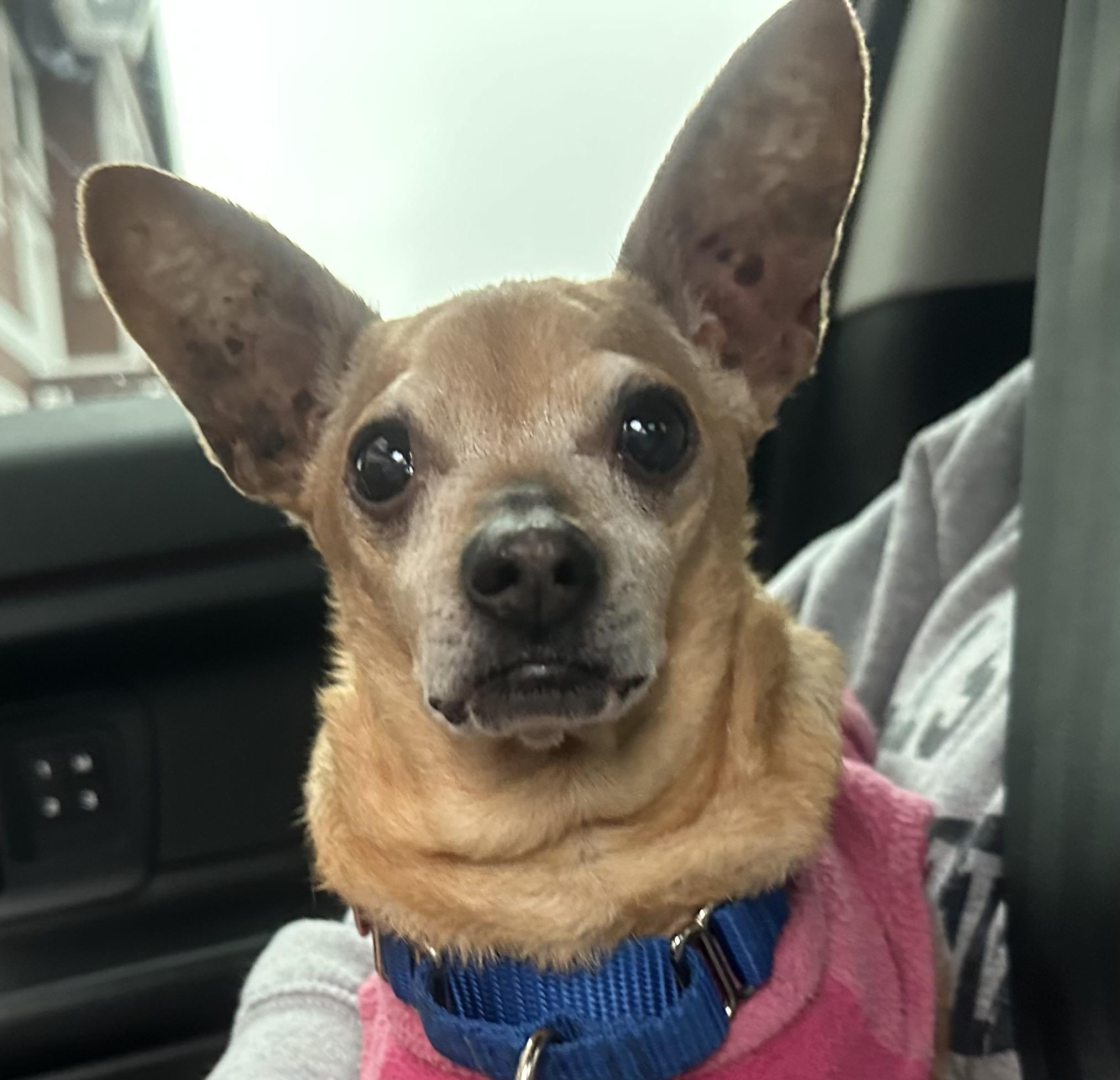 Autumn, a Adoptable Chihuahua image 2/2