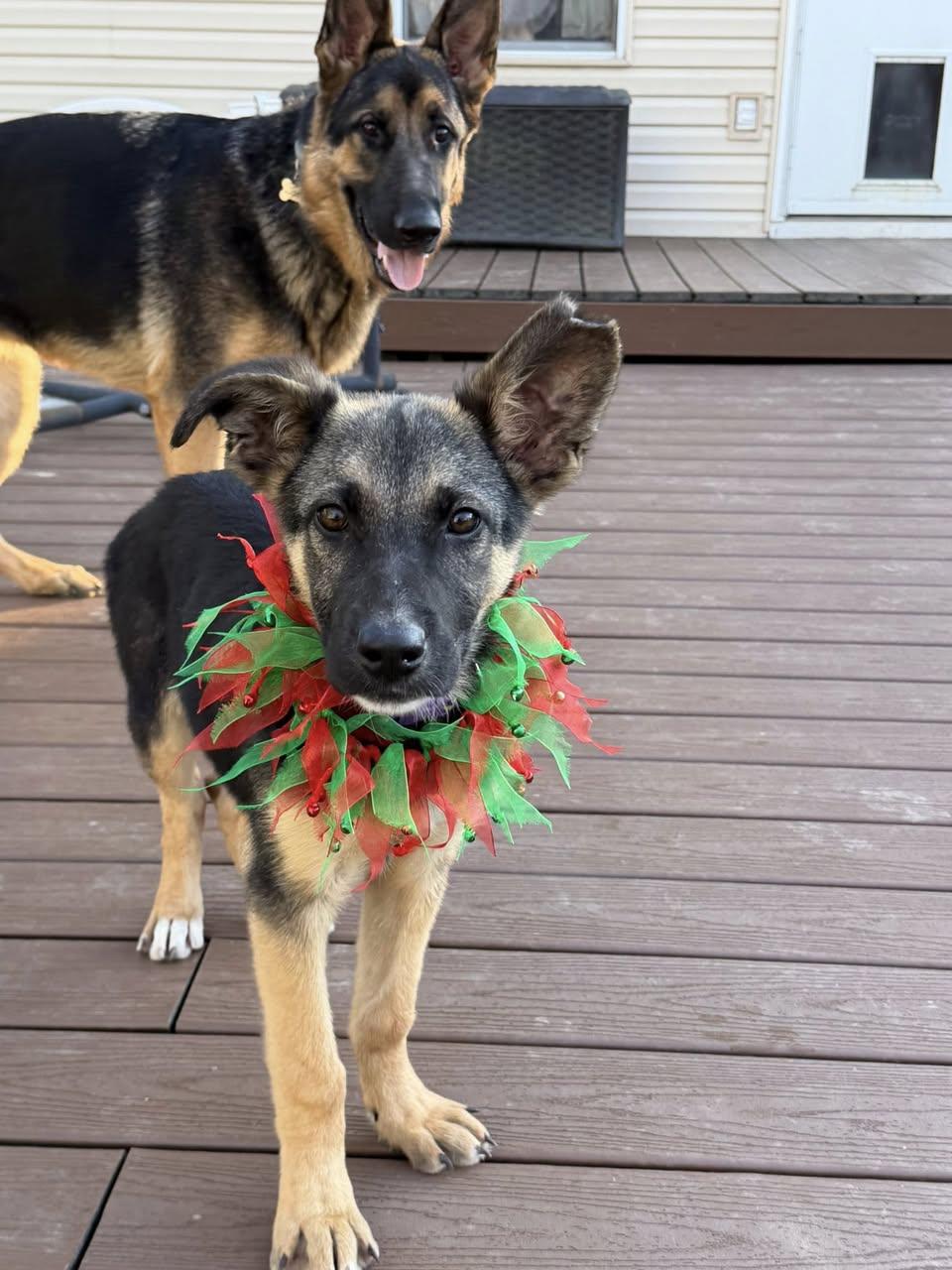 Terrific Two Lucy thumbnail 2