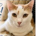 Snow, a ADOPTABLE Domestic Short Hair in Gastonia, NC image 2/2