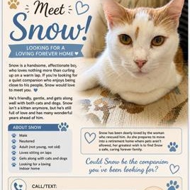 Snow, a ADOPTABLE Domestic Short Hair in Gastonia, NC image 1/2