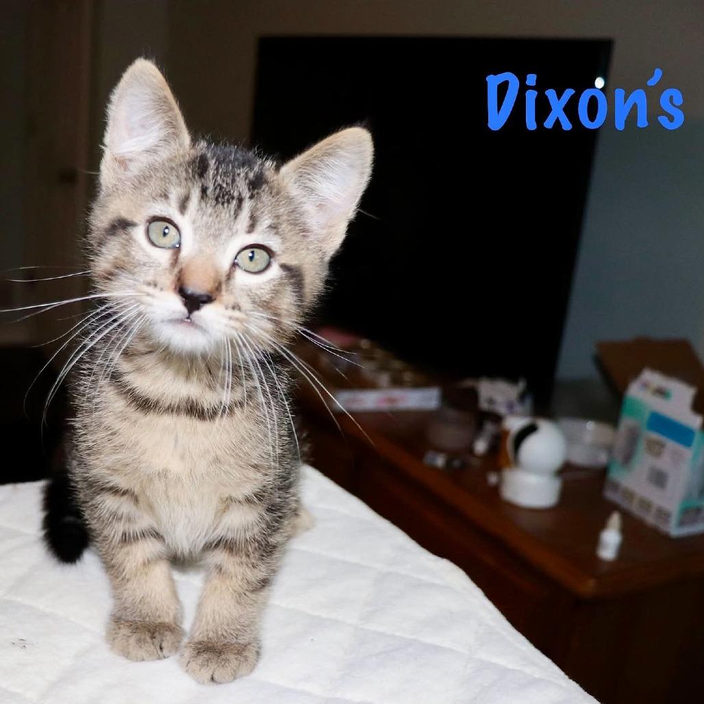 Dixon's photo