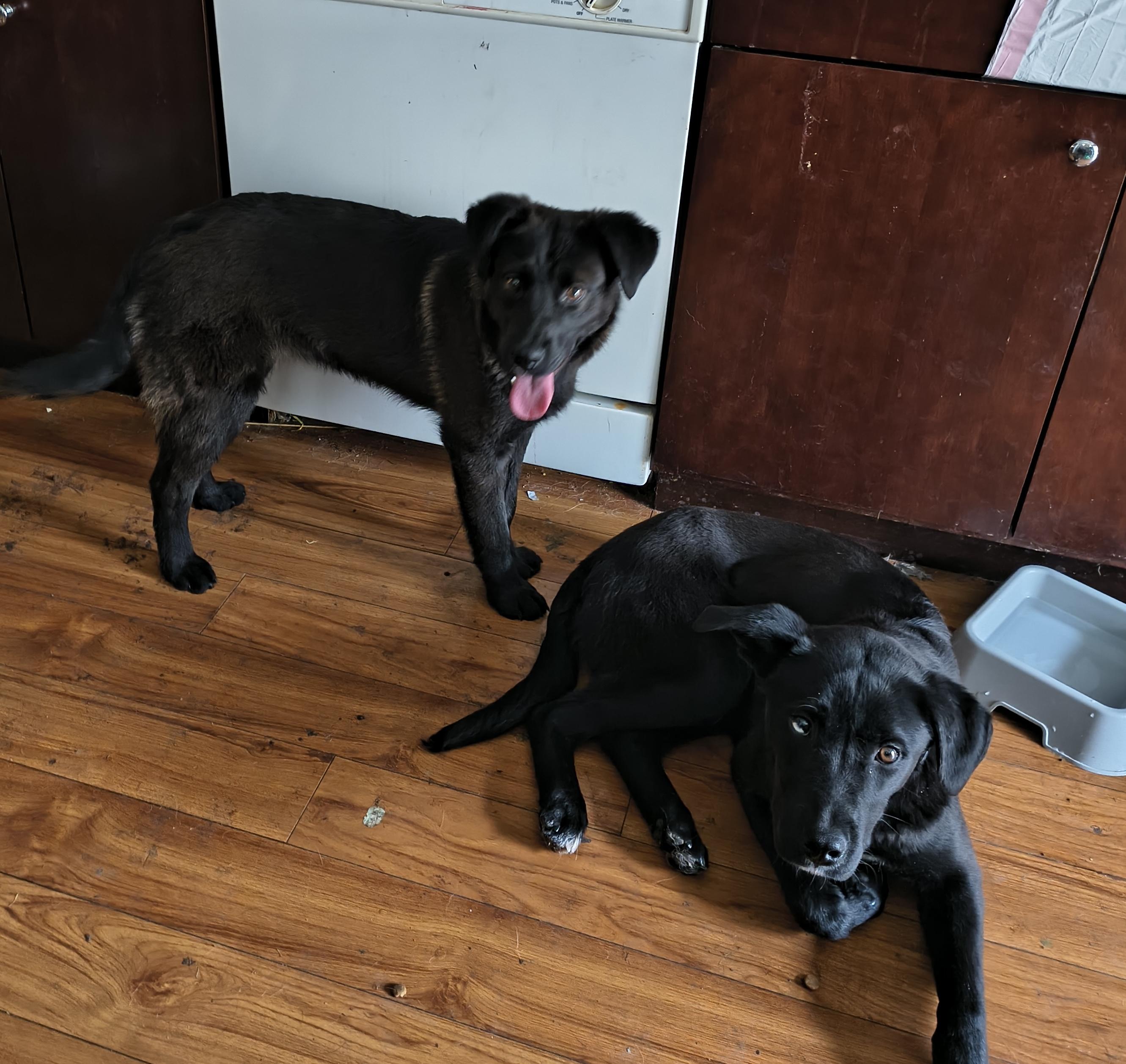 Tilly, an adopted mixed breed in Aurora, IL image 3/3