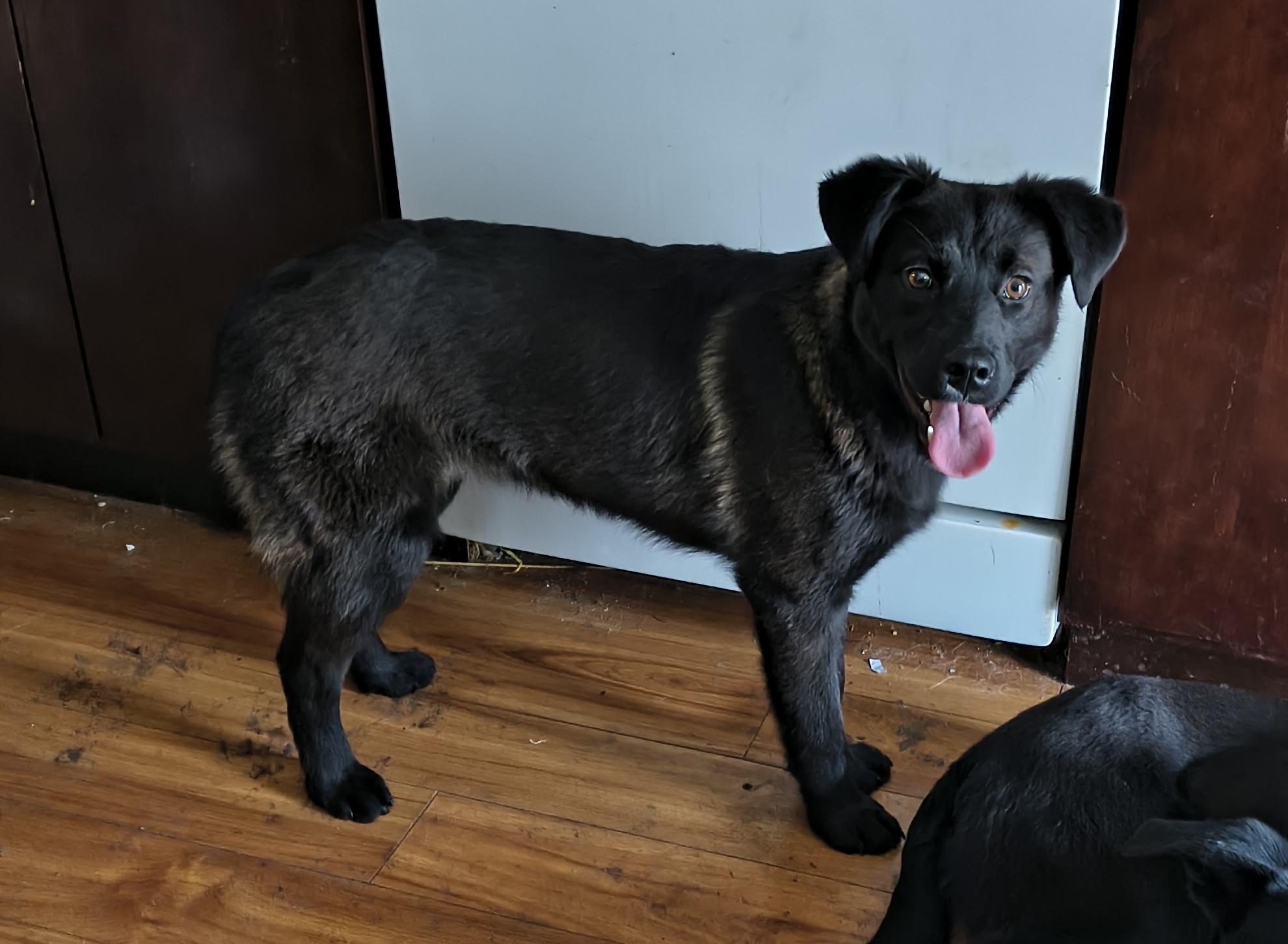 Tilly, adopted, Young Female Chocolate Labrador Retriever.