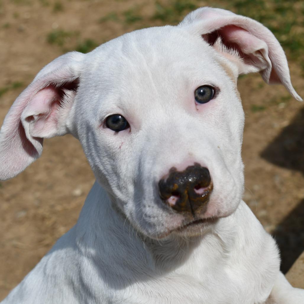 Enlarge Keylime, a Adoptable Terrier in Johnson City, TN image 1/5