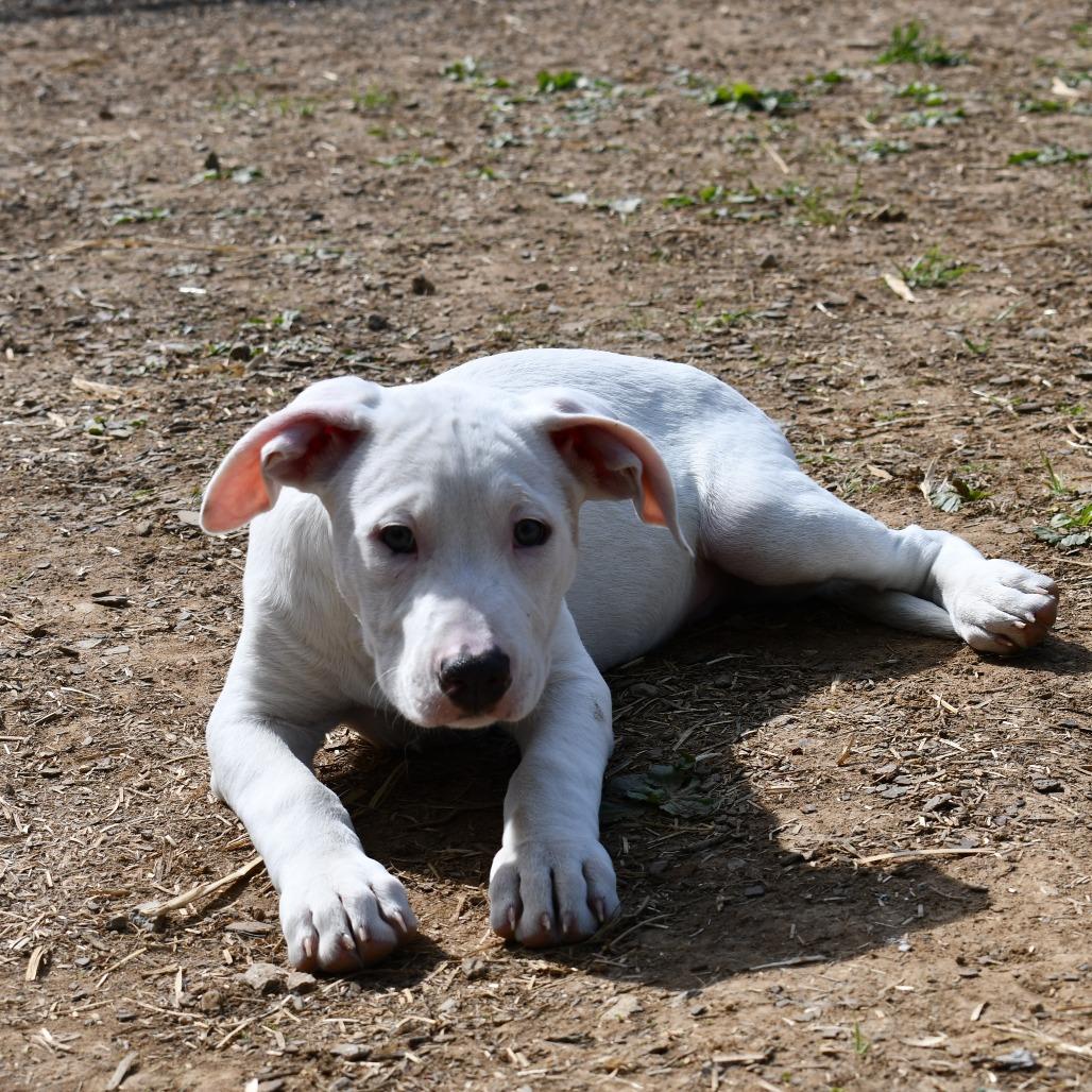 Enlarge Keylime, a Adoptable Terrier in Johnson City, TN image 2/5