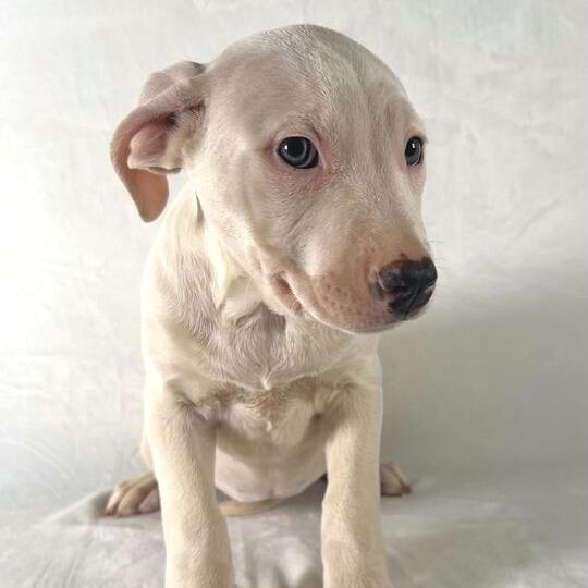 Keylime, Adoptable, Puppy Female Terrier.