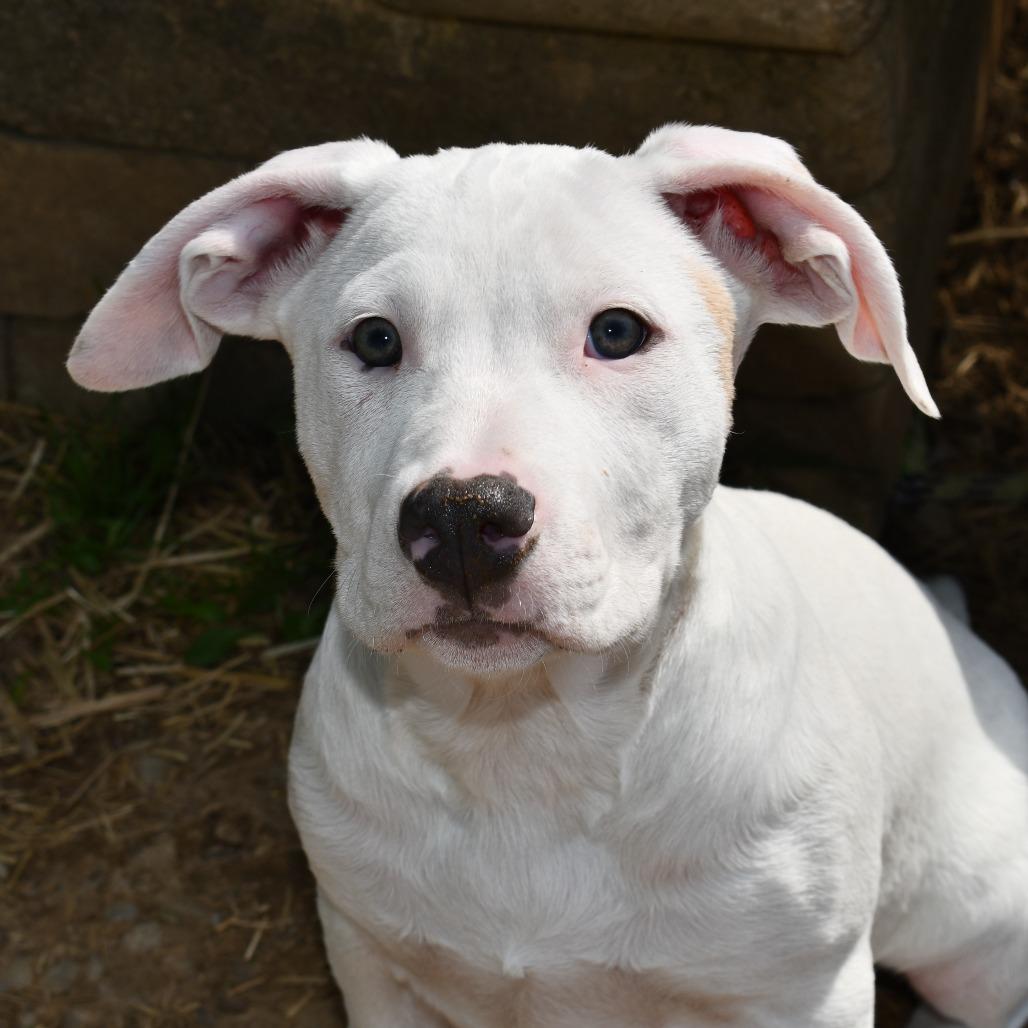 Enlarge Keylime, a Adoptable Terrier in Johnson City, TN image 3/5