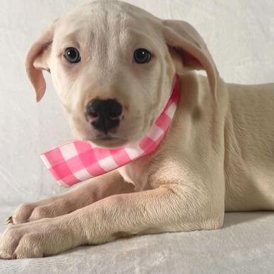 Enlarge Keylime, a Adoptable Terrier in Johnson City, TN image 2/3