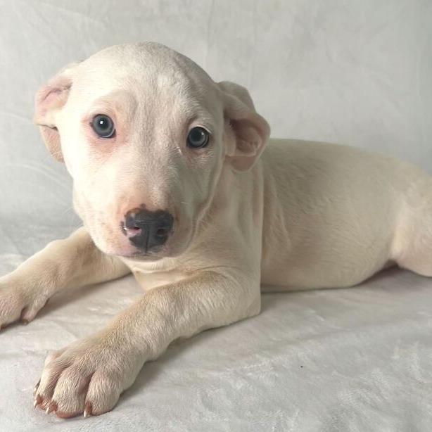 Enlarge Keylime, a Adoptable Terrier in Johnson City, TN image 3/3