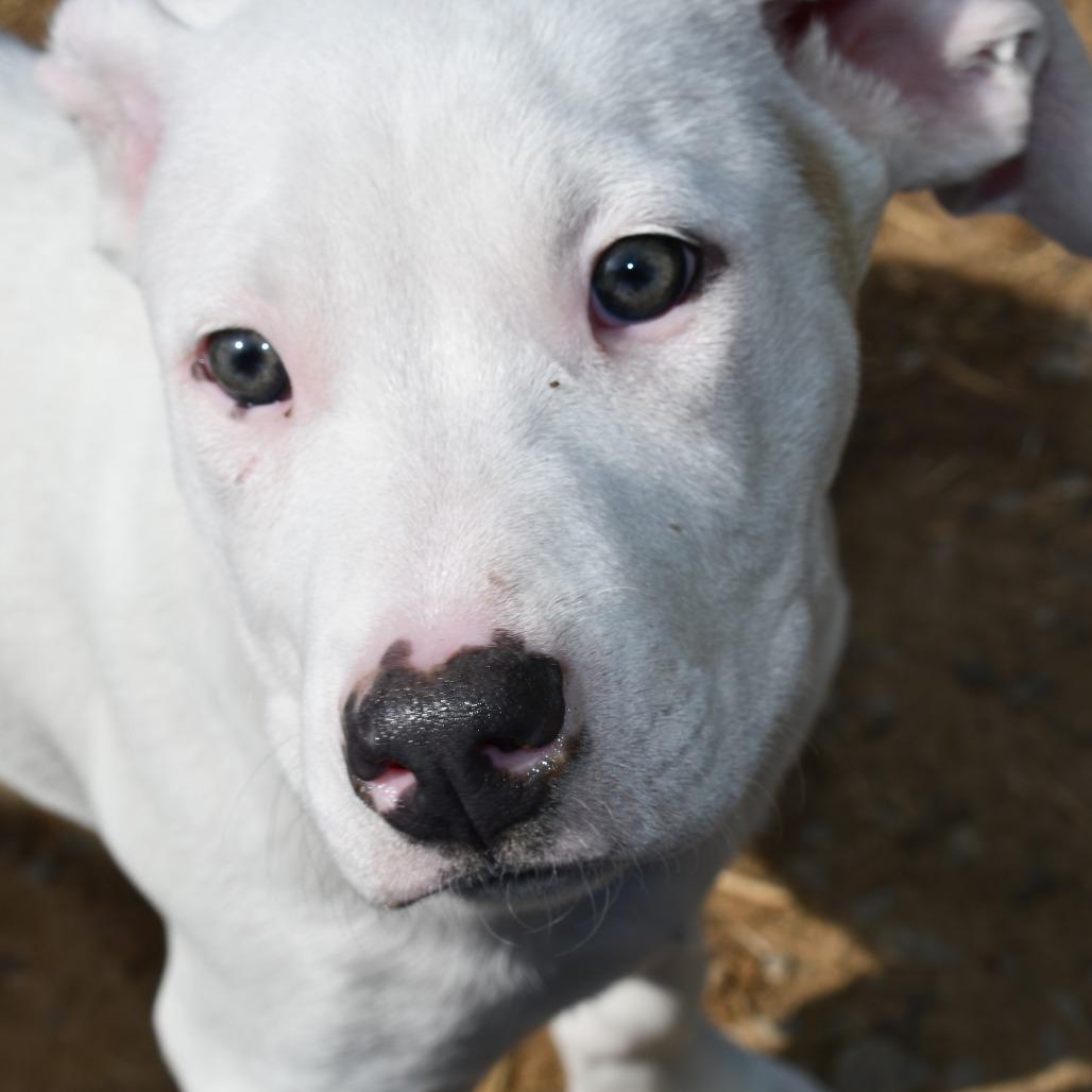 Enlarge Keylime, a Adoptable Terrier in Johnson City, TN image 4/5