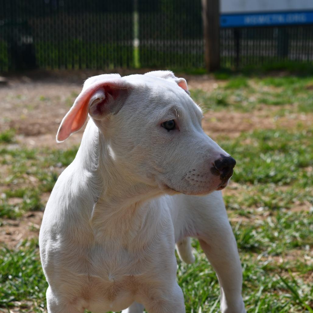 Enlarge Keylime, a Adoptable Terrier in Johnson City, TN image 5/5