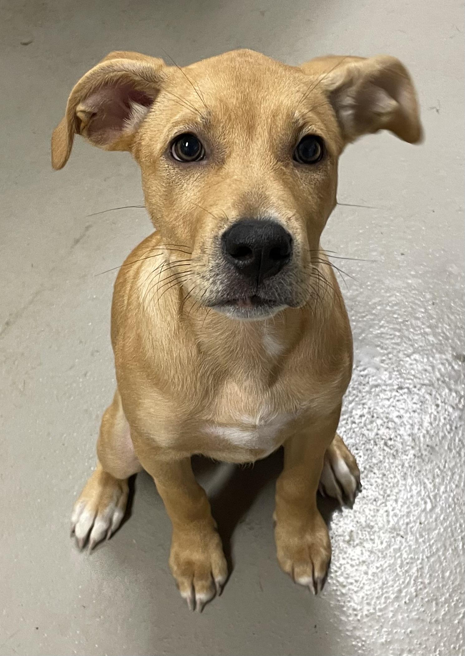 Enlarge Star ADOPTED, a Adopted mixed breed in Canton, OH image 2/2
