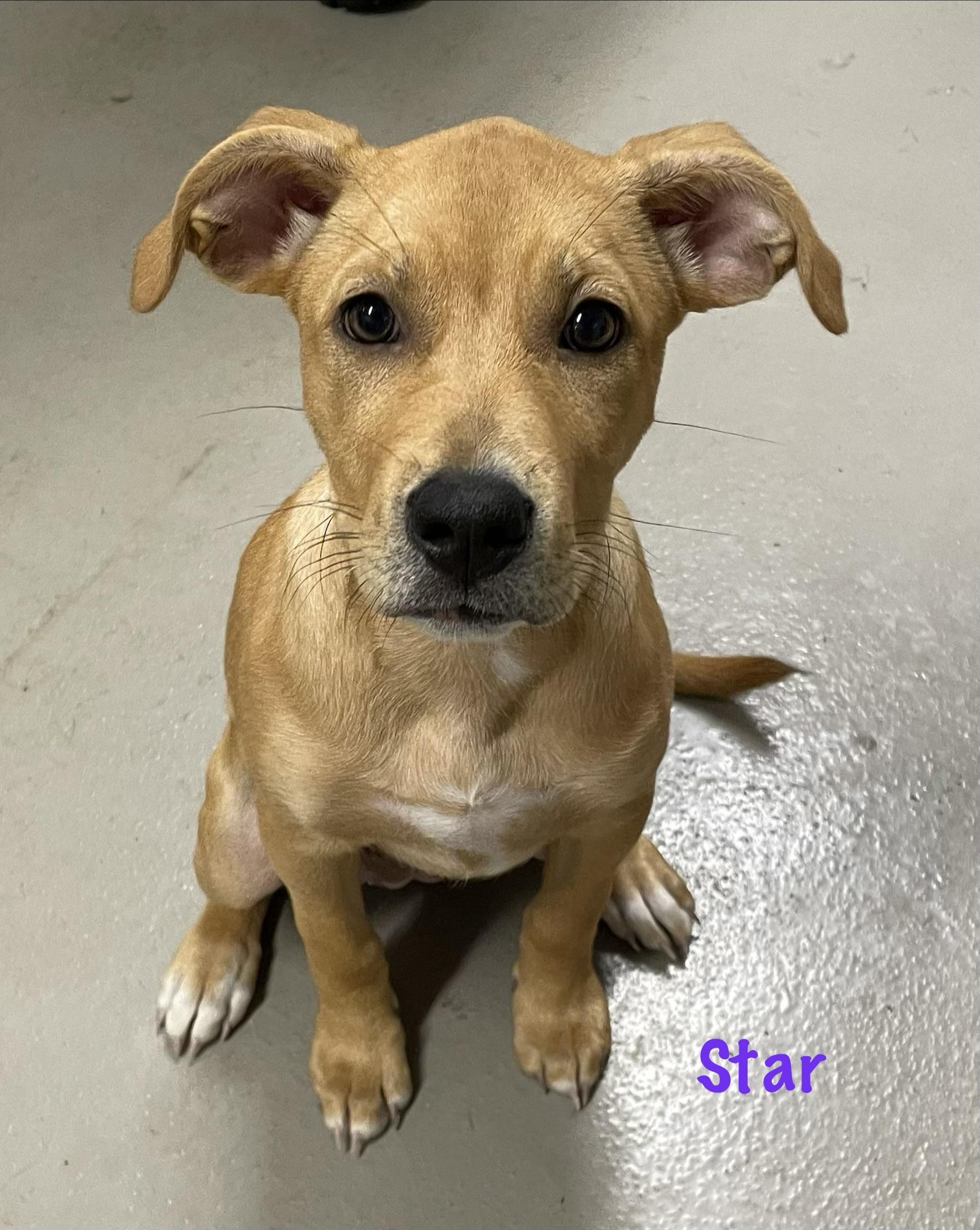 Enlarge Star ADOPTED, a Adopted mixed breed in Canton, OH image 1/2
