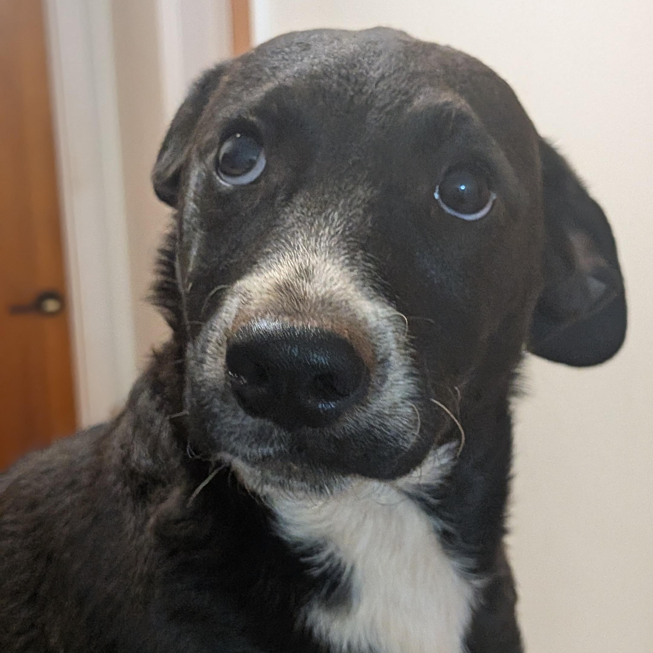 Panda, a ADOPTABLE mixed breed in High Point, NC image 2/2