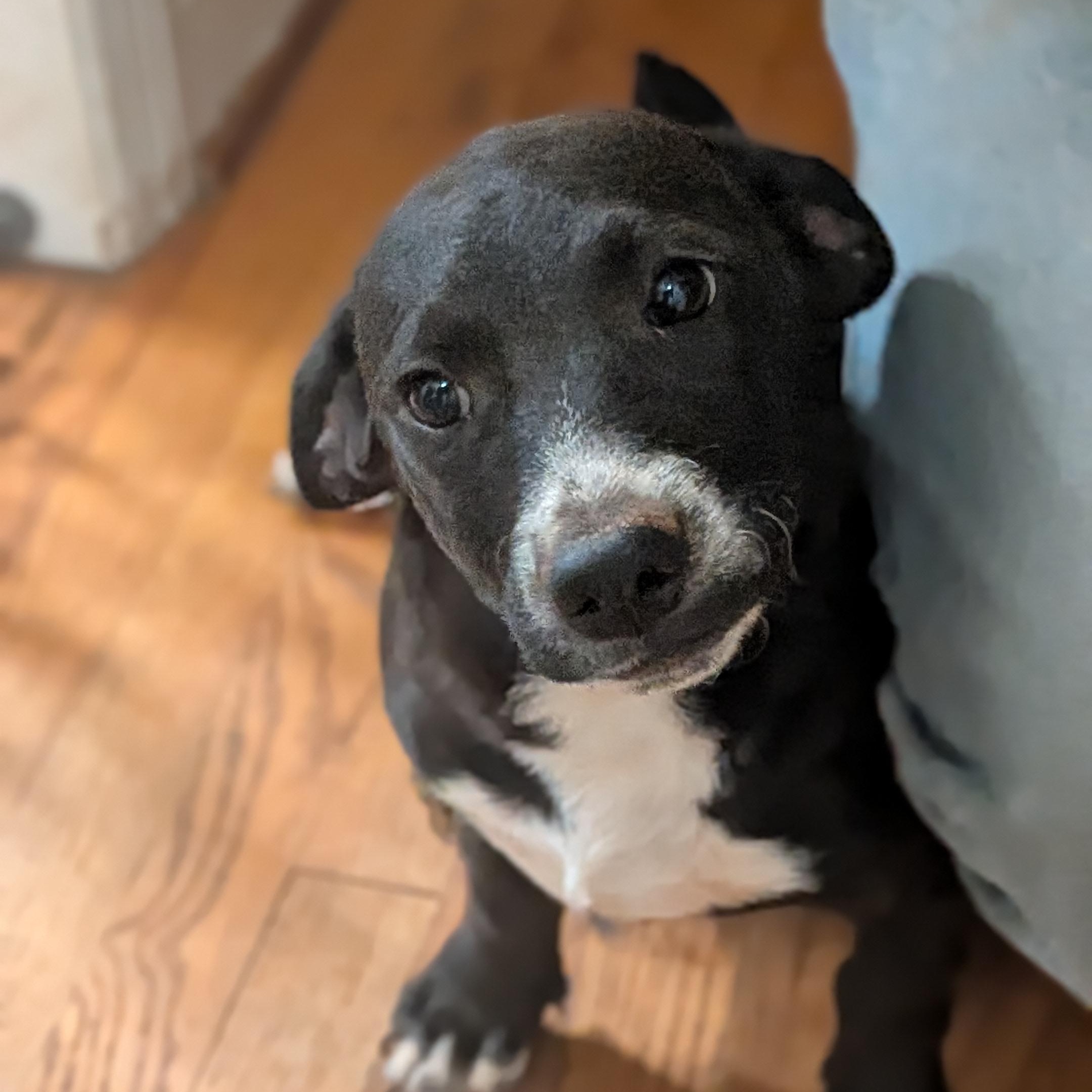 Panda, a ADOPTABLE mixed breed in High Point, NC image 1/2