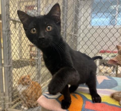 Aramis, Adoptable, Kitten Male Domestic Short Hair.