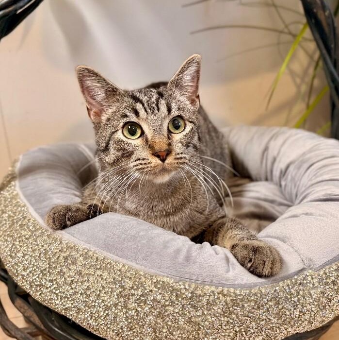 Hector Faith — thumbnail 4