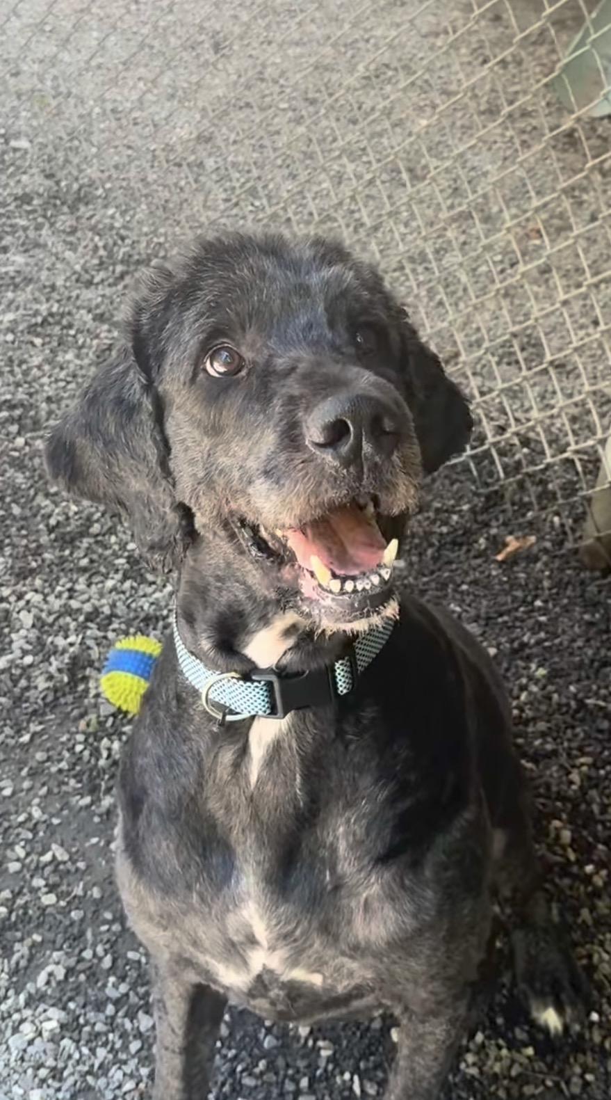 Enlarge Auggie, a ADOPTABLE mixed breed in Bryson City, NC image 1/1