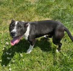 Enlarge Push Pop, a Adoptable Terrier in St. Joseph, MI image 2/3