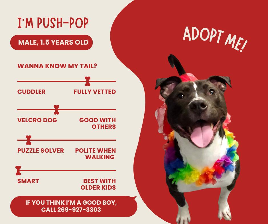 Enlarge Push Pop, a Adoptable Terrier in St. Joseph, MI image 3/3
