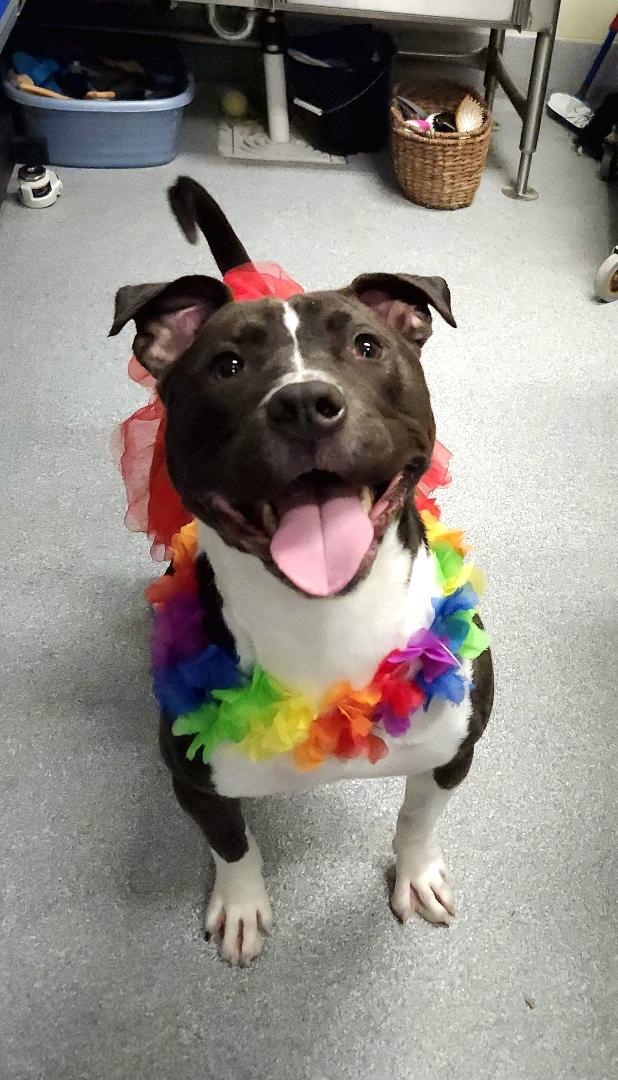 Push Pop, Adoptable, Adult Male Terrier.