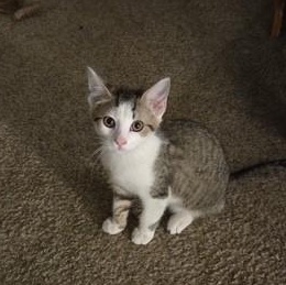 Enlarge Gregory & Anthony - KITTENS, a Adoptable Domestic Short Hair in Braintree, MA image 4/4