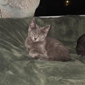Enlarge Gregory & Anthony - KITTENS, a Adoptable Domestic Short Hair in Braintree, MA image 2/4