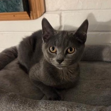 Gregory & Anthony - KITTENS, Adoptable, Kitten Male Domestic Short Hair.