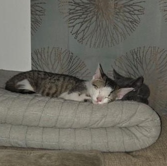 Enlarge Gregory & Anthony - KITTENS, a Adoptable Domestic Short Hair in Braintree, MA image 3/4