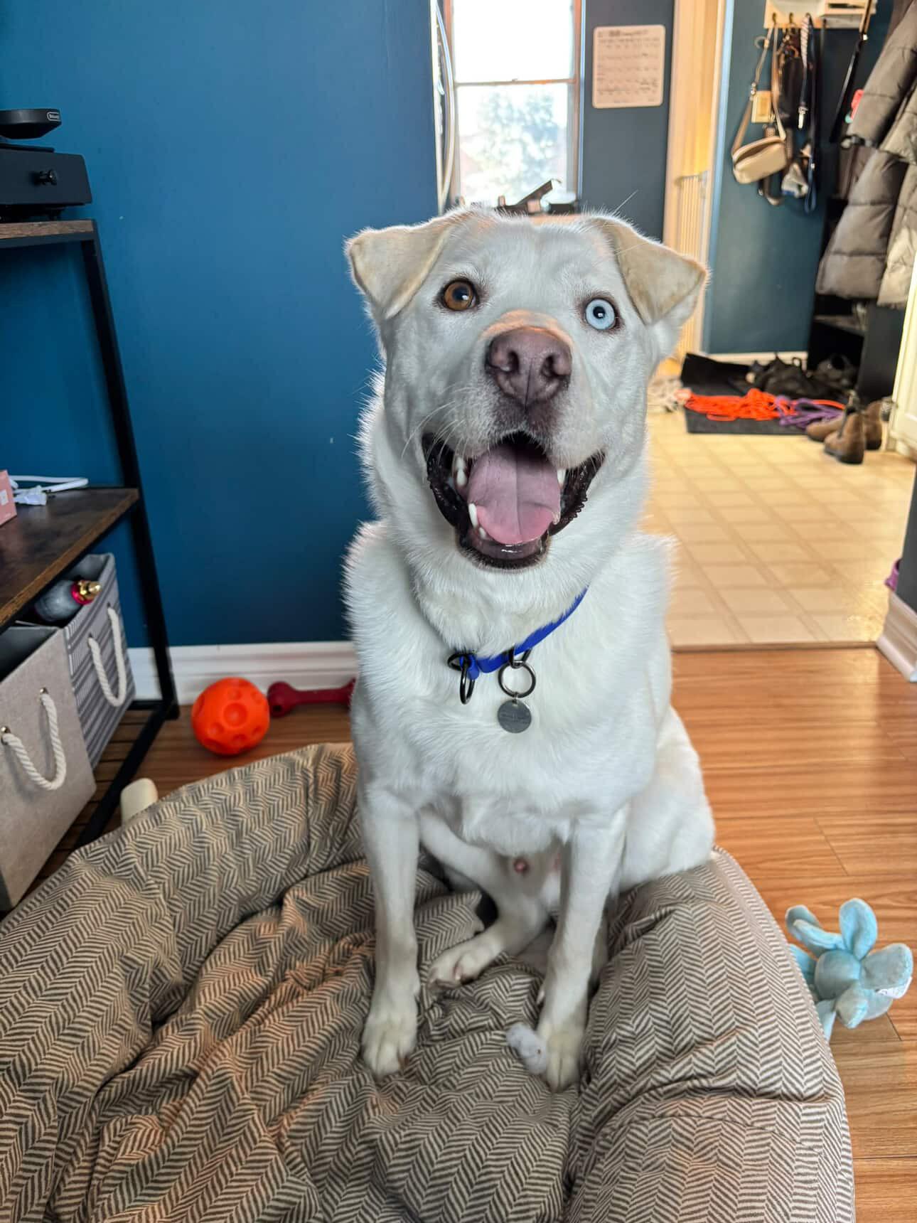 Enlarge Snoopy, a Adoptable mixed breed in GUELPH, ON image 3/4