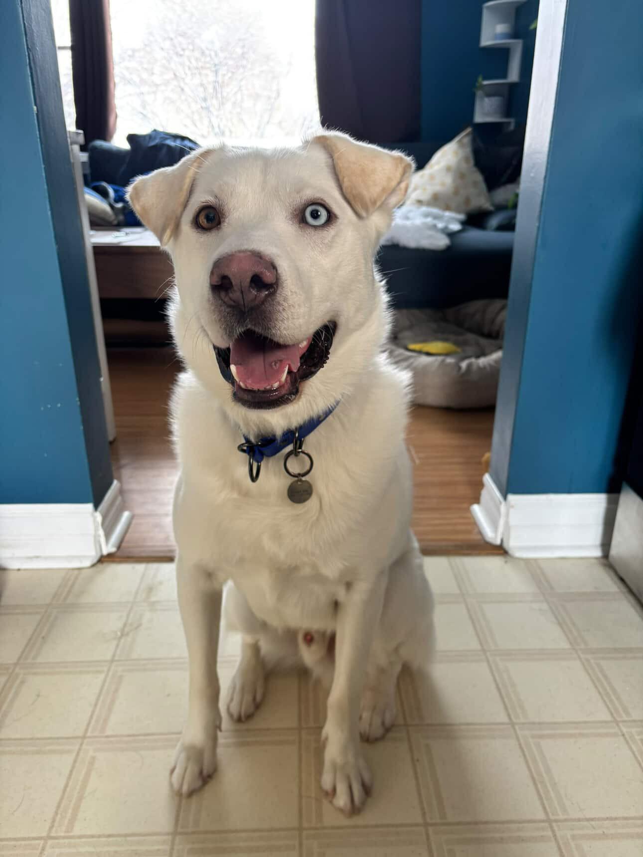 Enlarge Snoopy, a Adoptable mixed breed in GUELPH, ON image 4/4