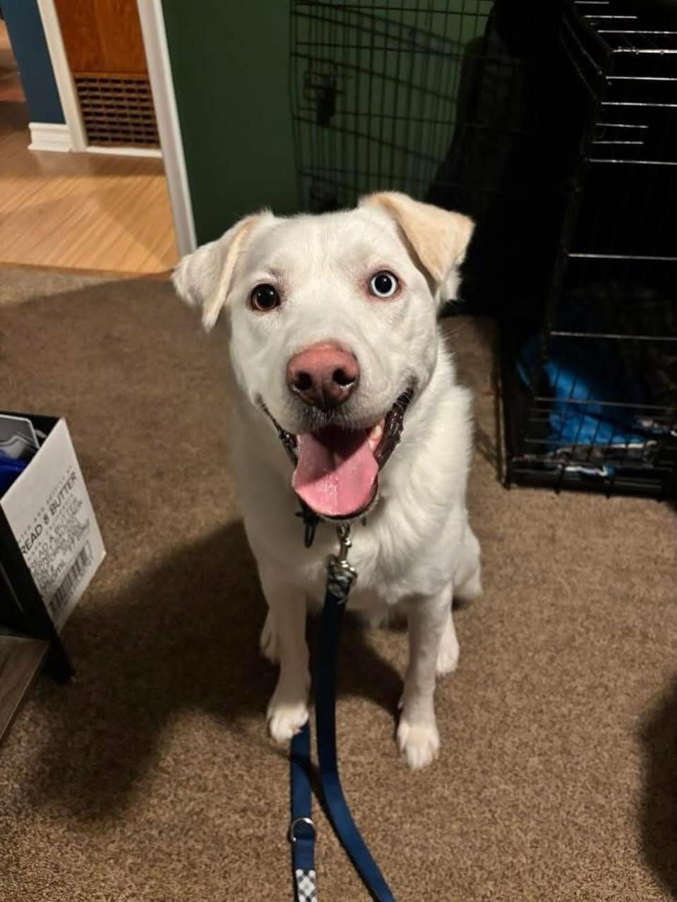 Snoopy, Adoptable, Adult Male Husky.