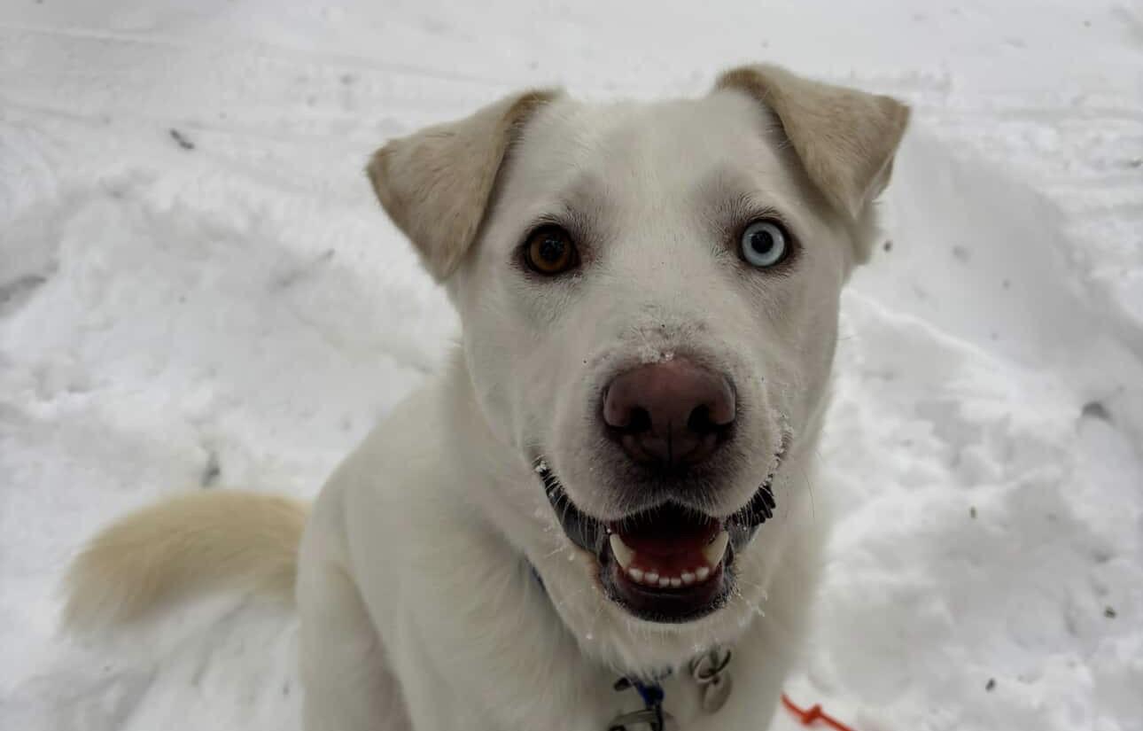 Enlarge Snoopy, a Adoptable mixed breed in GUELPH, ON image 2/4