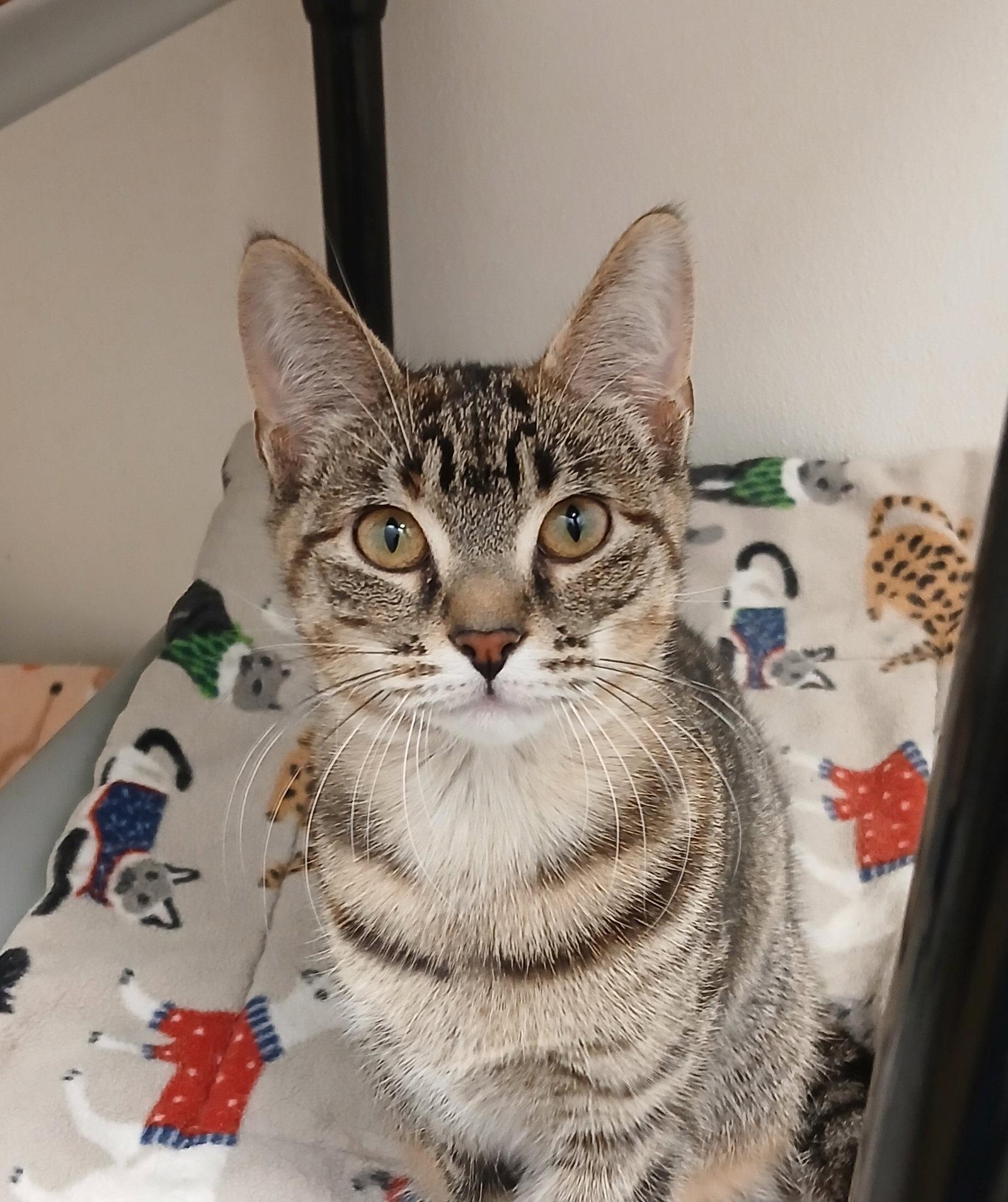 Mahogany, Adoptable, Kitten Female Tabby & Domestic Short Hair.