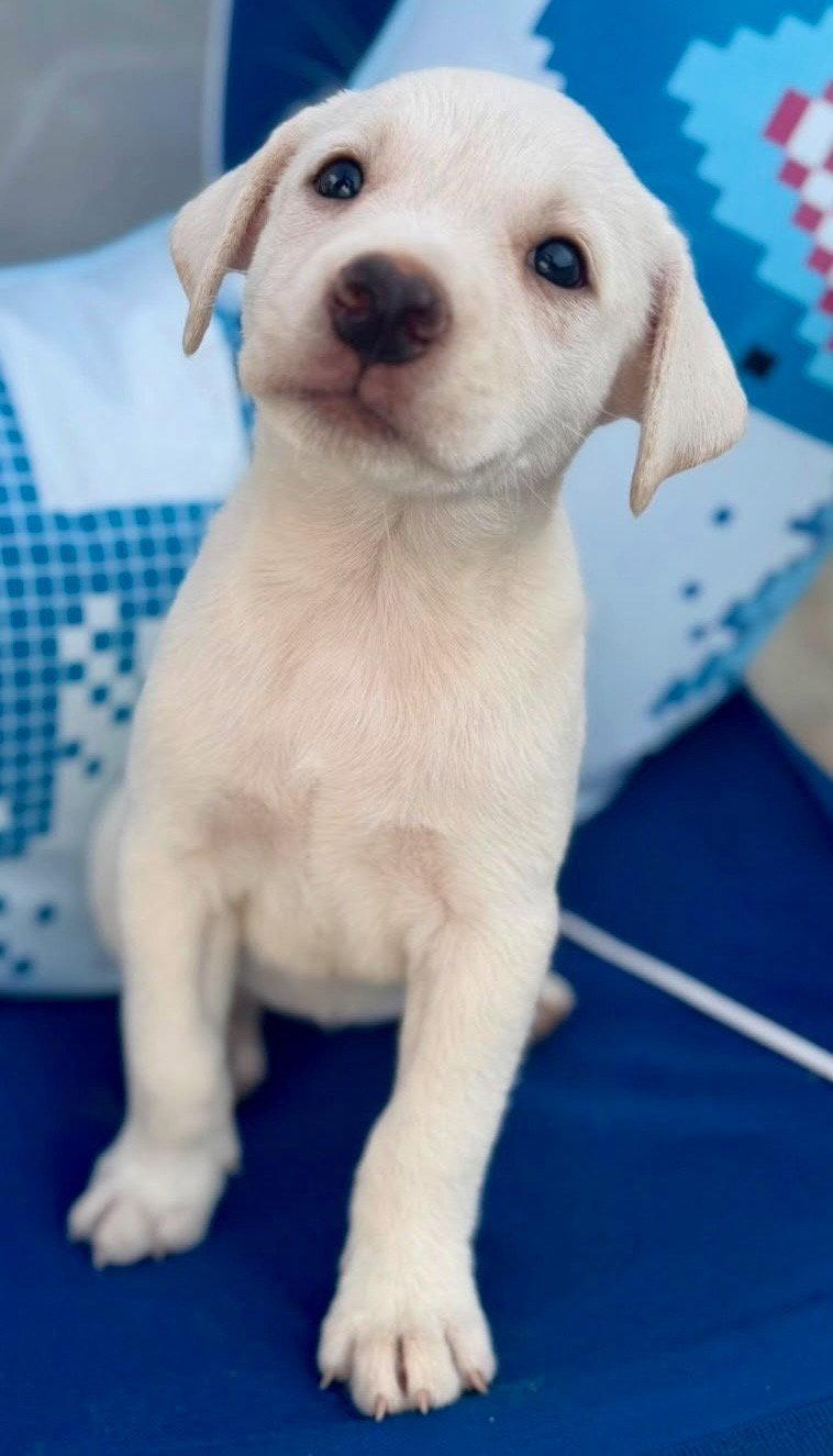 Enlarge Olivia, a Adoptable Labrador Retriever in Lake Hopatcong, NJ image 2/2