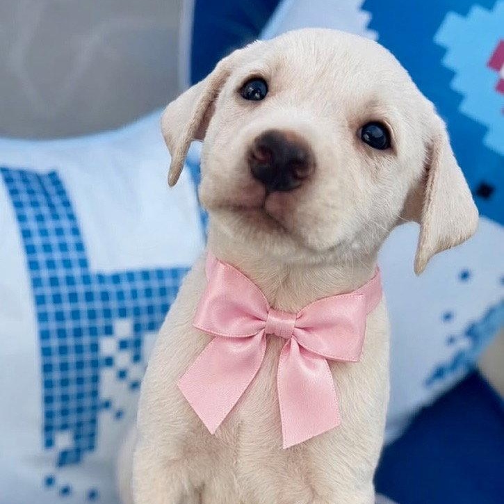 Olivia, Adoptable, Puppy Female Labrador Retriever.