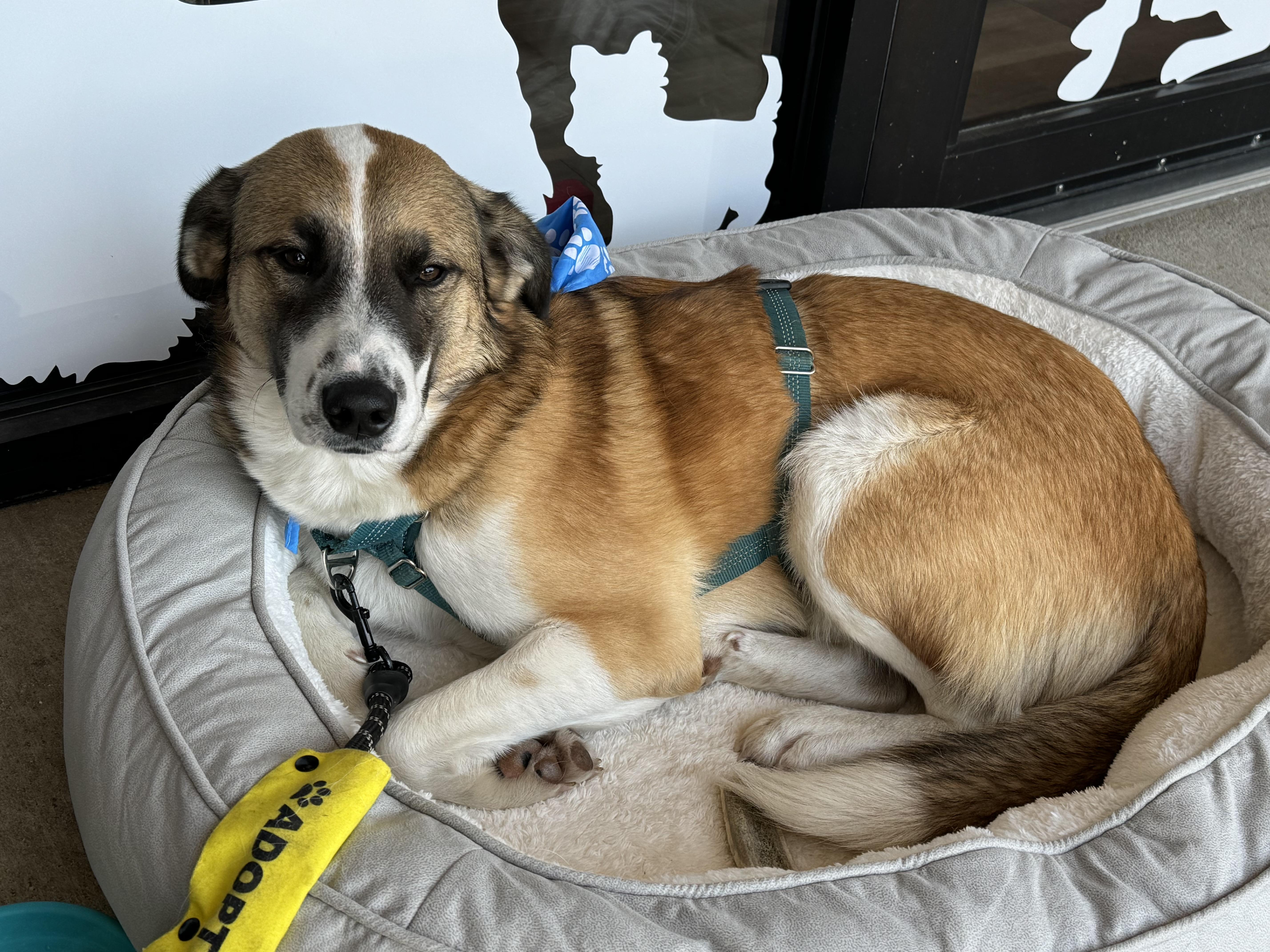 6895 Shadow, a Adoptable mixed breed in Springfield, MO image 1/4