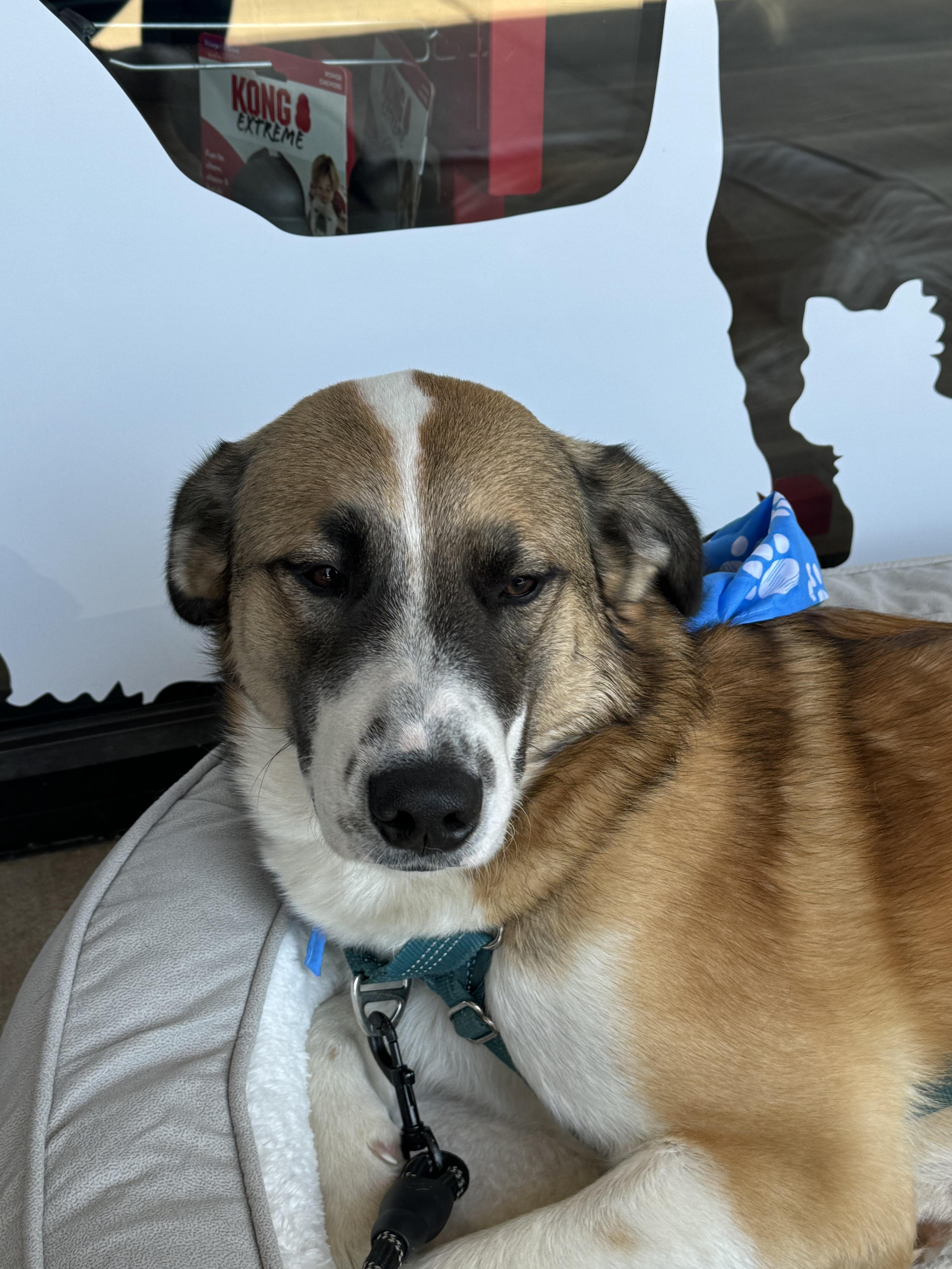 6895 Shadow, a Adoptable mixed breed in Springfield, MO image 3/4