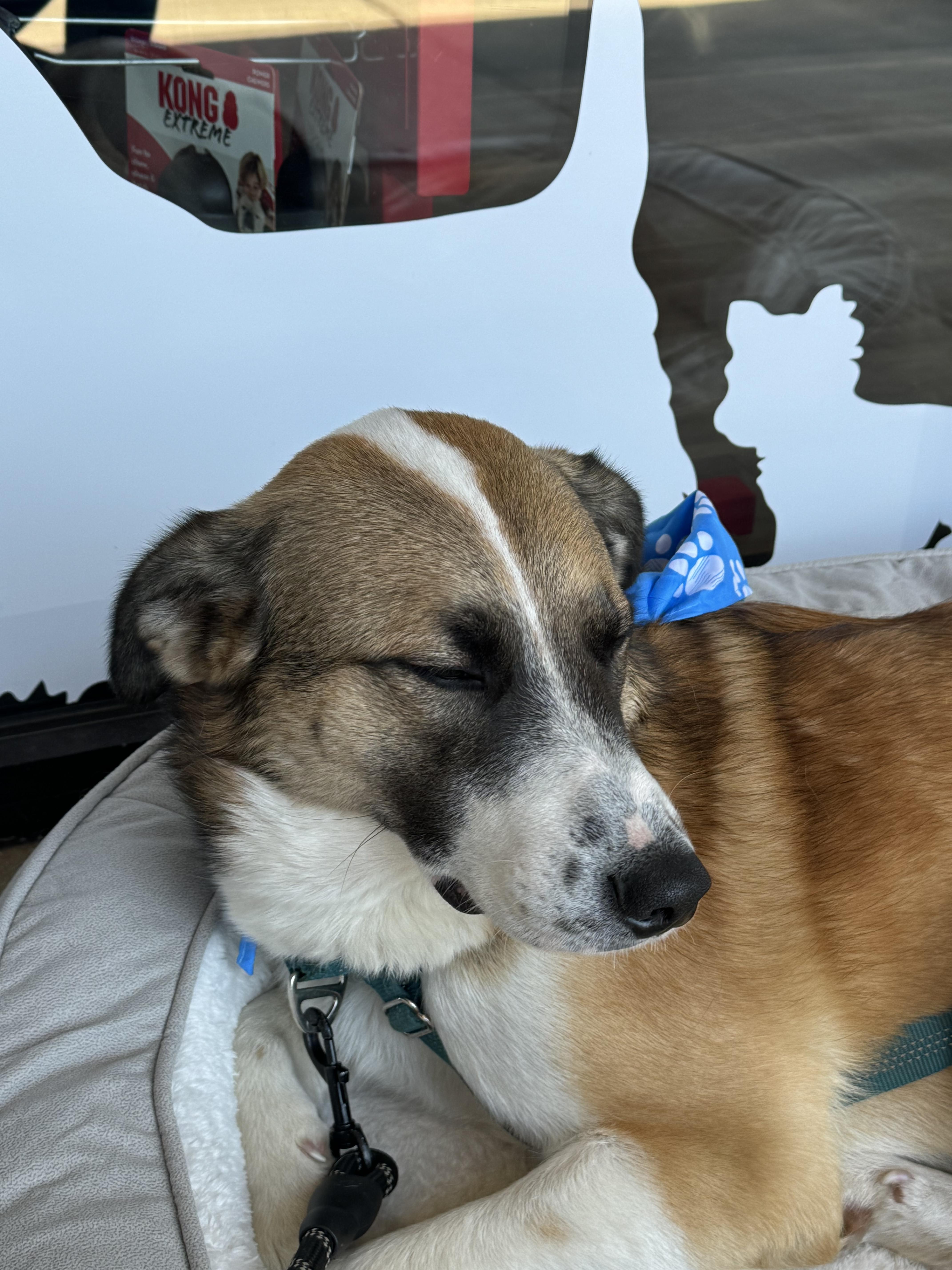 6895 Shadow, a Adoptable mixed breed in Springfield, MO image 4/4