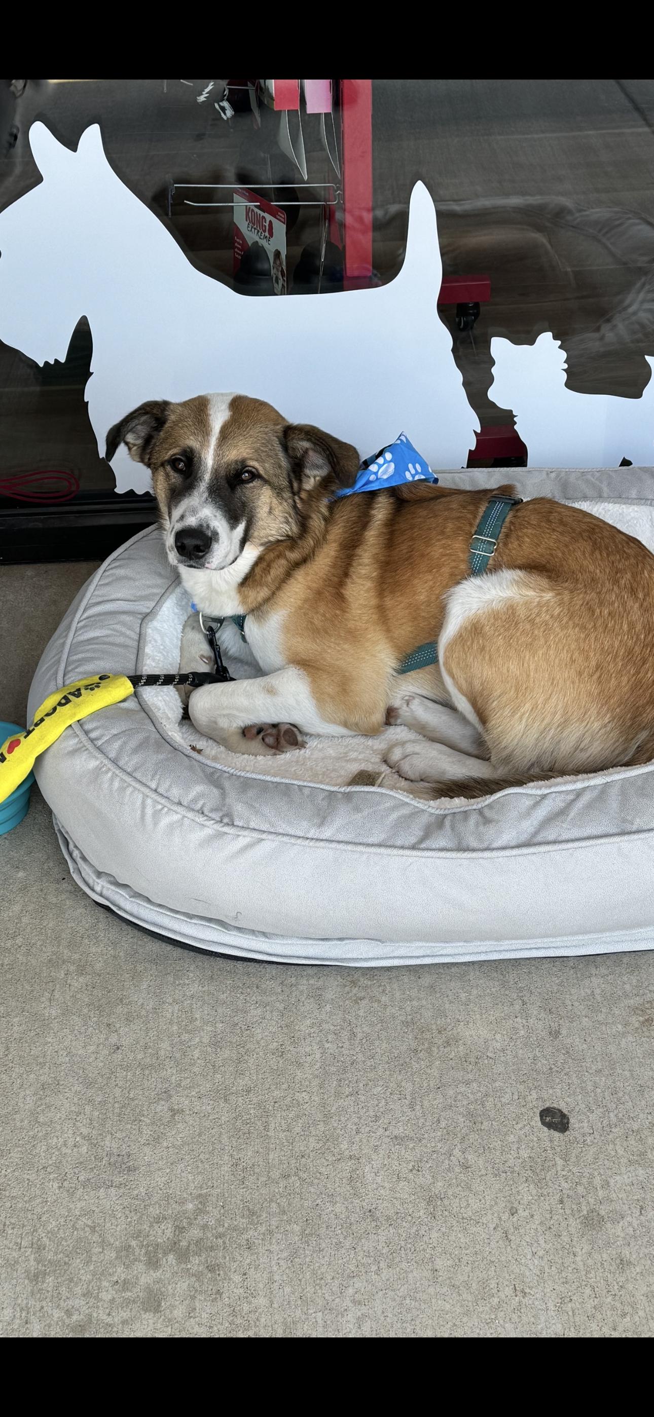 6895 Shadow, a Adoptable mixed breed in Springfield, MO image 2/4