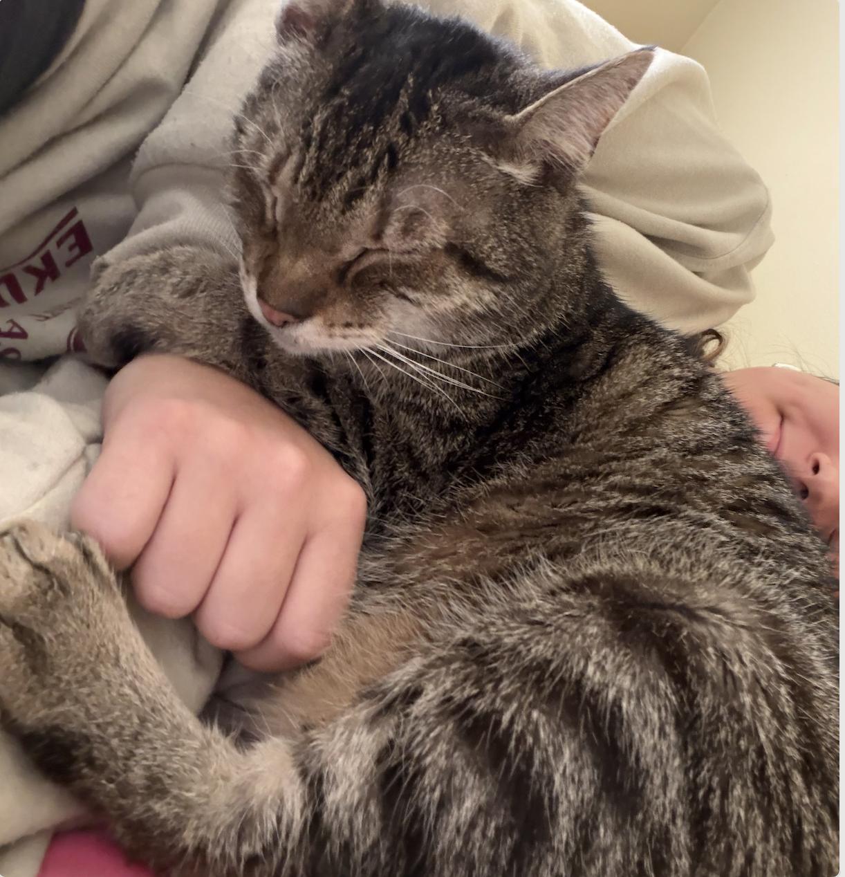 Enlarge Pauley, a Adoptable Domestic Short Hair in Richmond, KY image 5/6