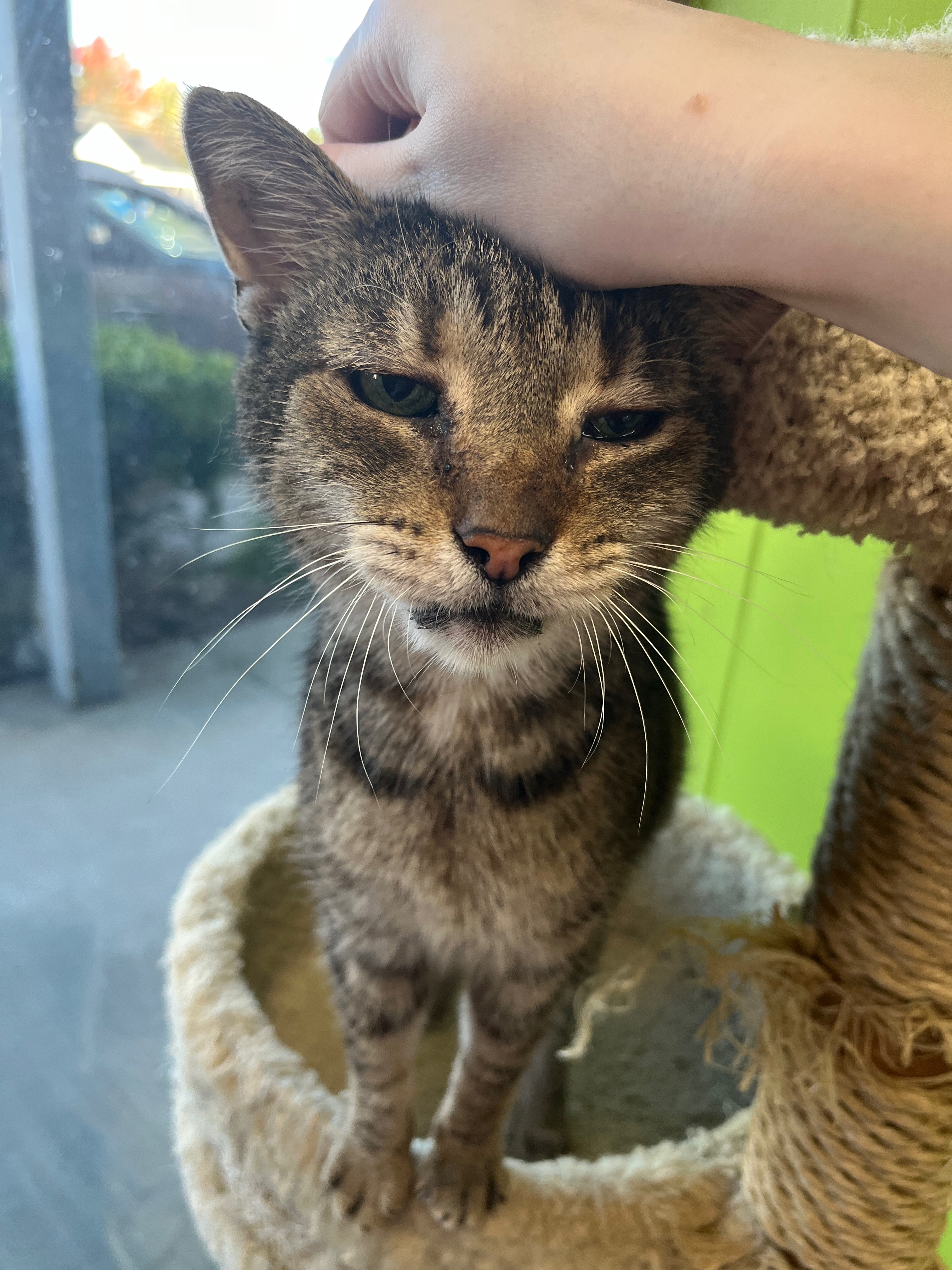 Pauley, a Adoptable Domestic Short Hair in Richmond, KY image 4/6