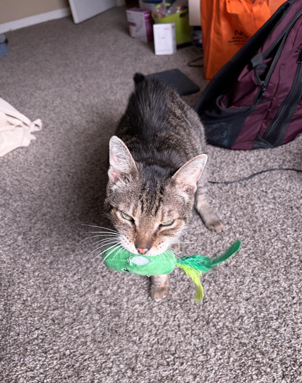 Enlarge Pauley, a Adoptable Domestic Short Hair in Richmond, KY image 6/6