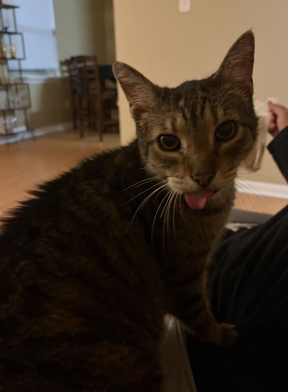 Enlarge Pauley, a Adoptable Domestic Short Hair in Richmond, KY image 1/6