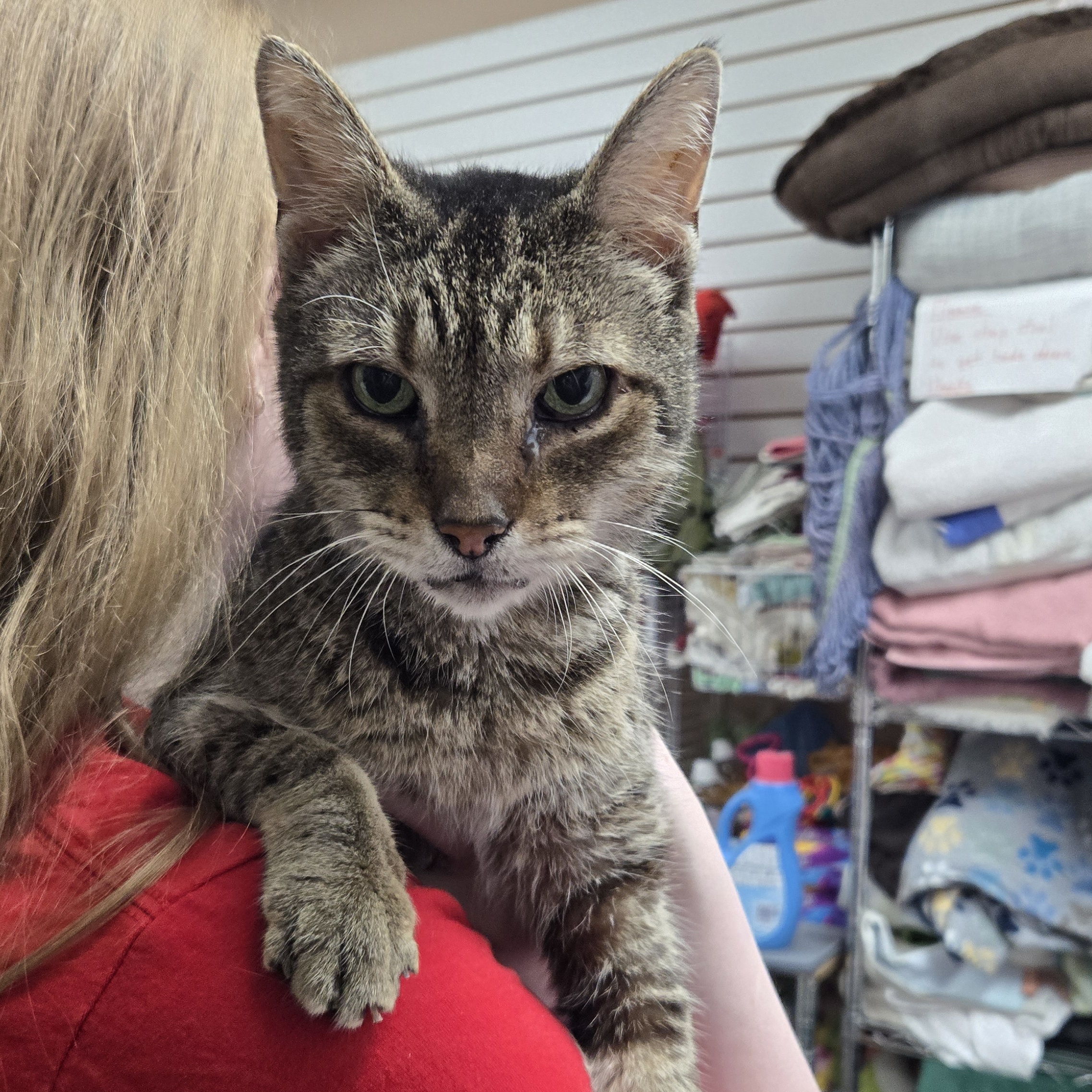 Pauley, a Adoptable Domestic Short Hair in Richmond, KY image 2/6